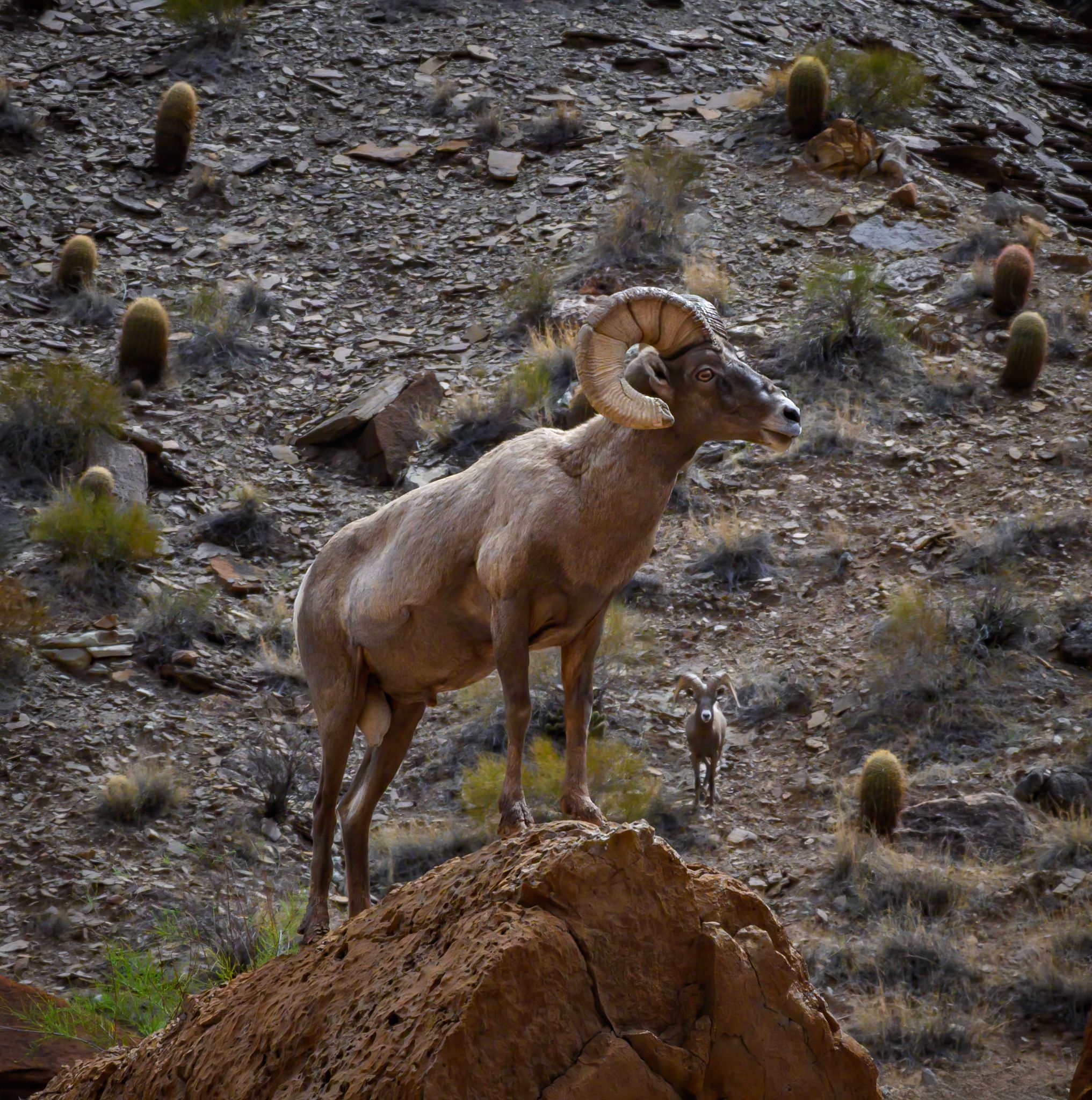 Grand Canyon Fine Art (19 of 23)